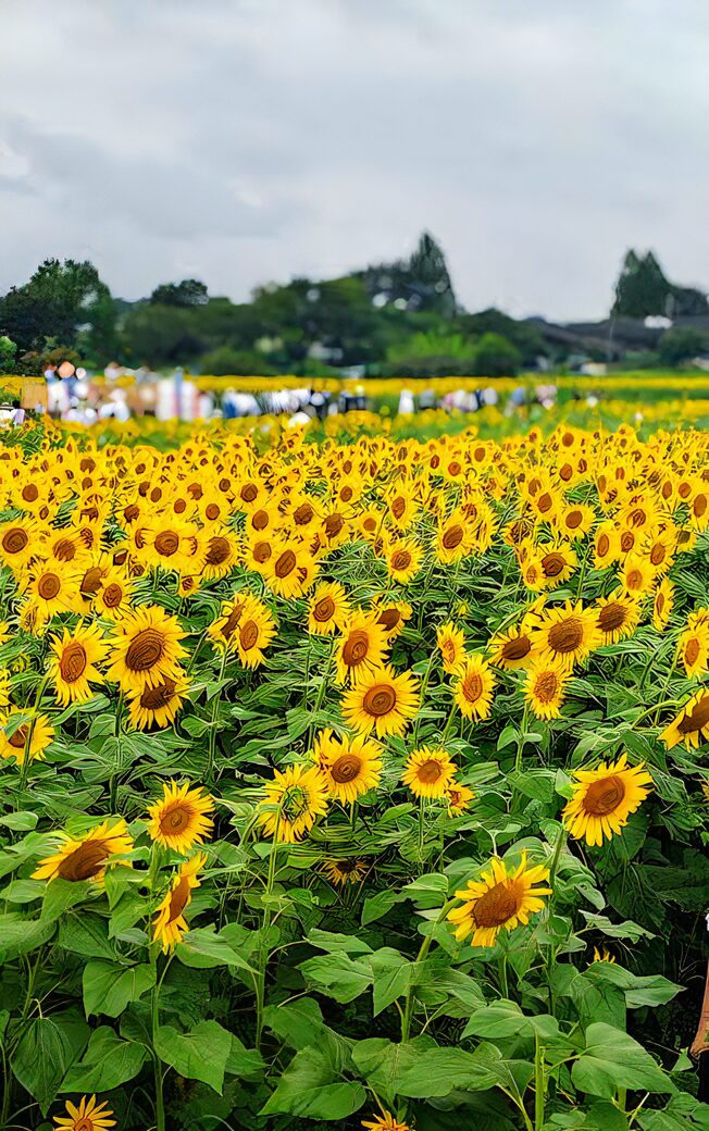 座間市ひまわりまつり《ひまわり畑》-1